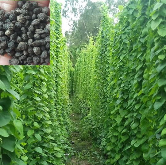 Combo 3 gói Hạt giống sương sâm lông - mỗi gói 30 hạt