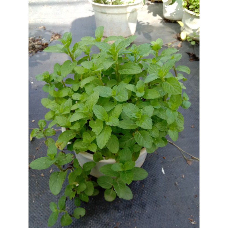 Cây Bạc Hà Âu - Pháp - Euromint