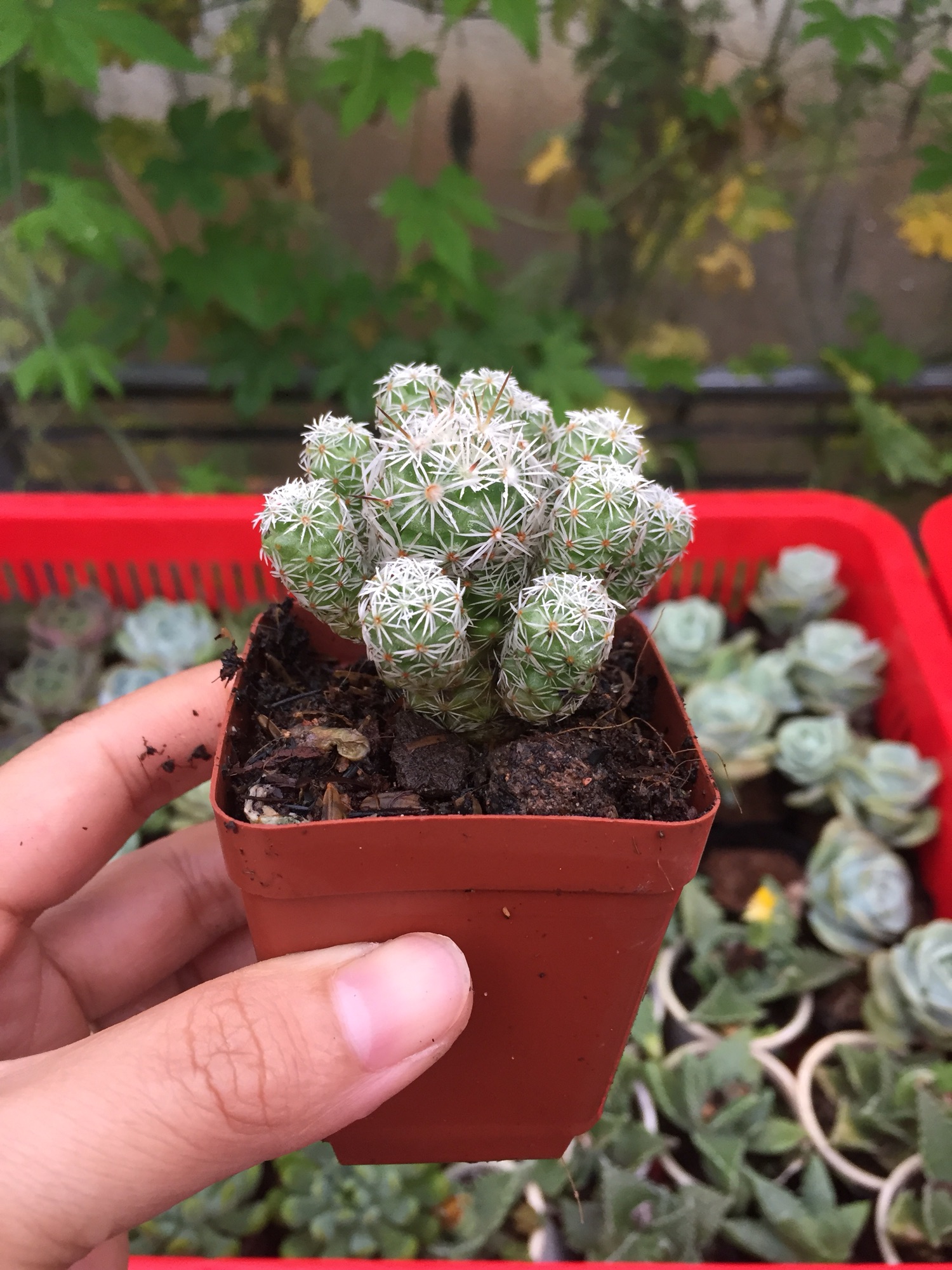 Xương Rồng Trứng Chim size bầu