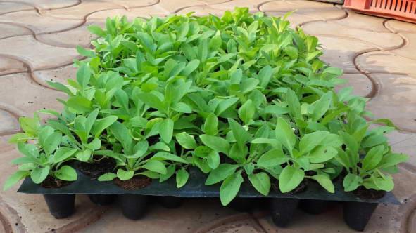 [HCM]HẠT GIỐNG HOA CÚC : CÚC THƠM (cúc đuổi muỗi)  _GÓI 50 HẠT .