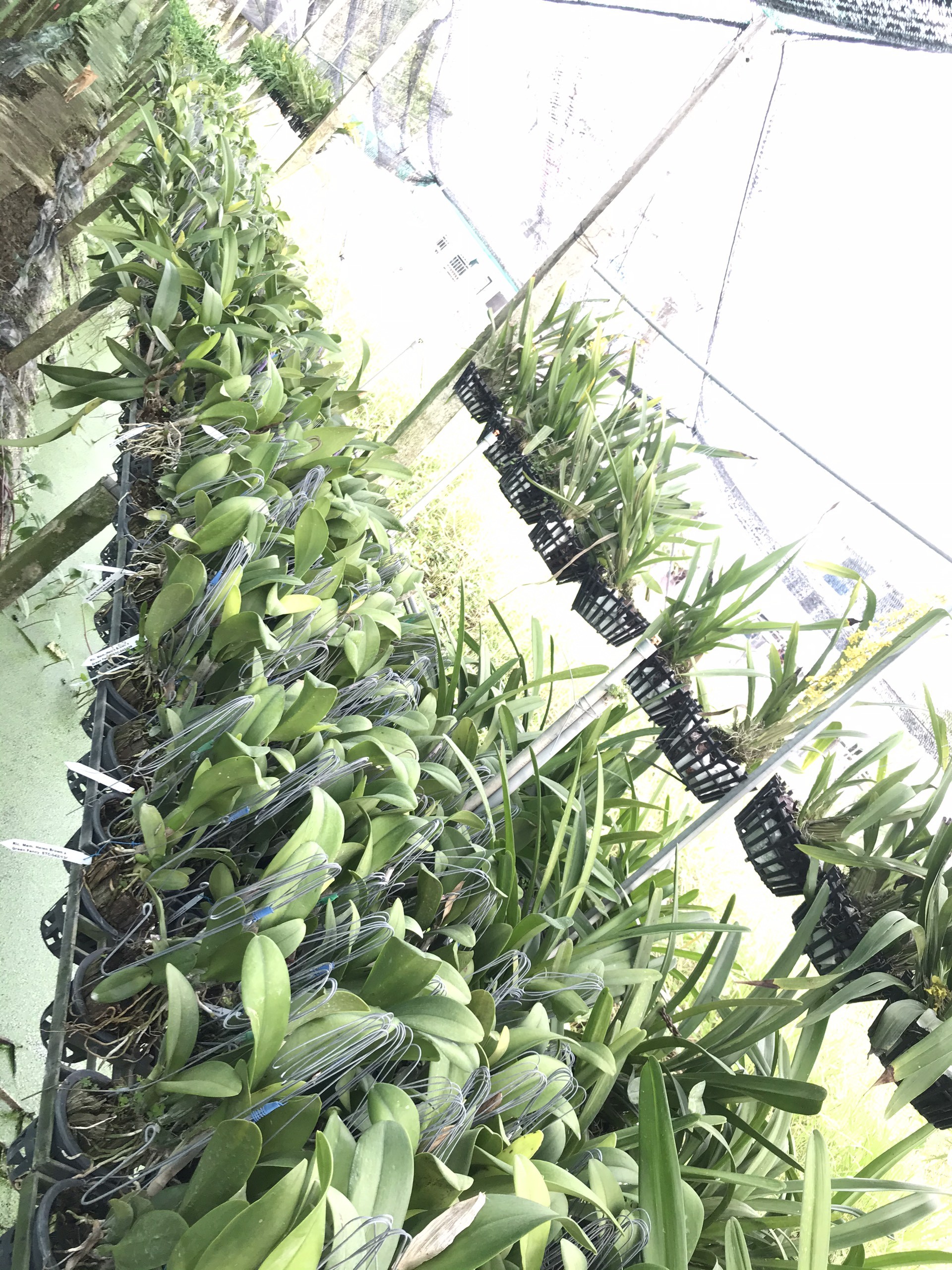 Lan Cattleya Sangod Delight 