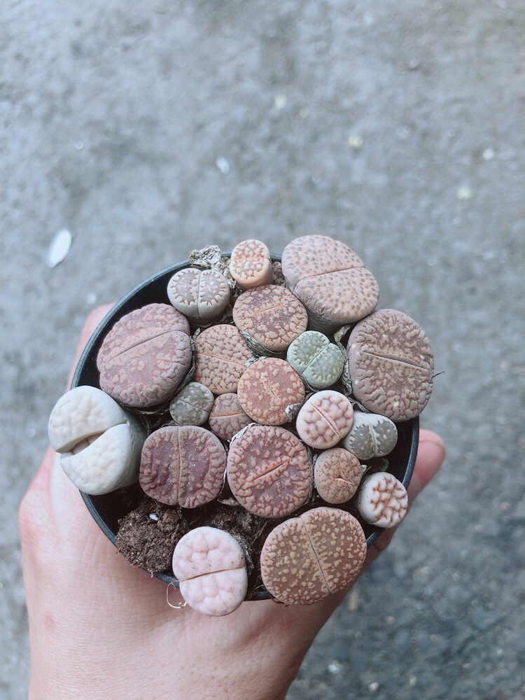Chậu Cây Thạch Lan (lipthop - hoa sỏi)