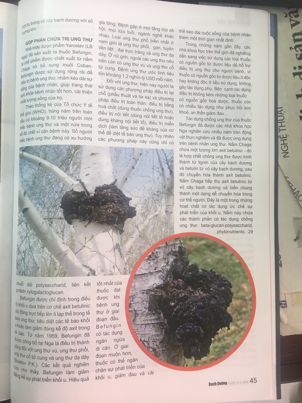 Nấm chaga Nga sibiri 100 gr