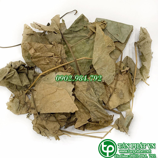 [HOT] Trà lá vông nem khô loại 1kg - Thảo Dược Tấn Phát