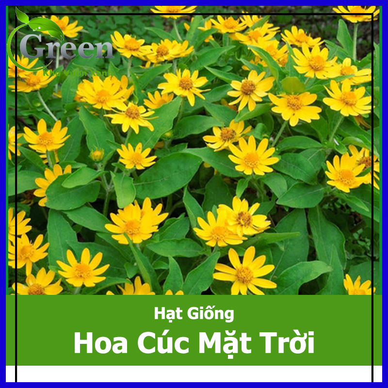 Hạt giống hoa cúc mặt trời