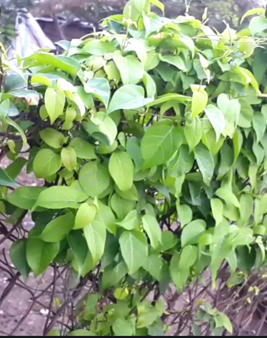 Hạt Giống lá giang