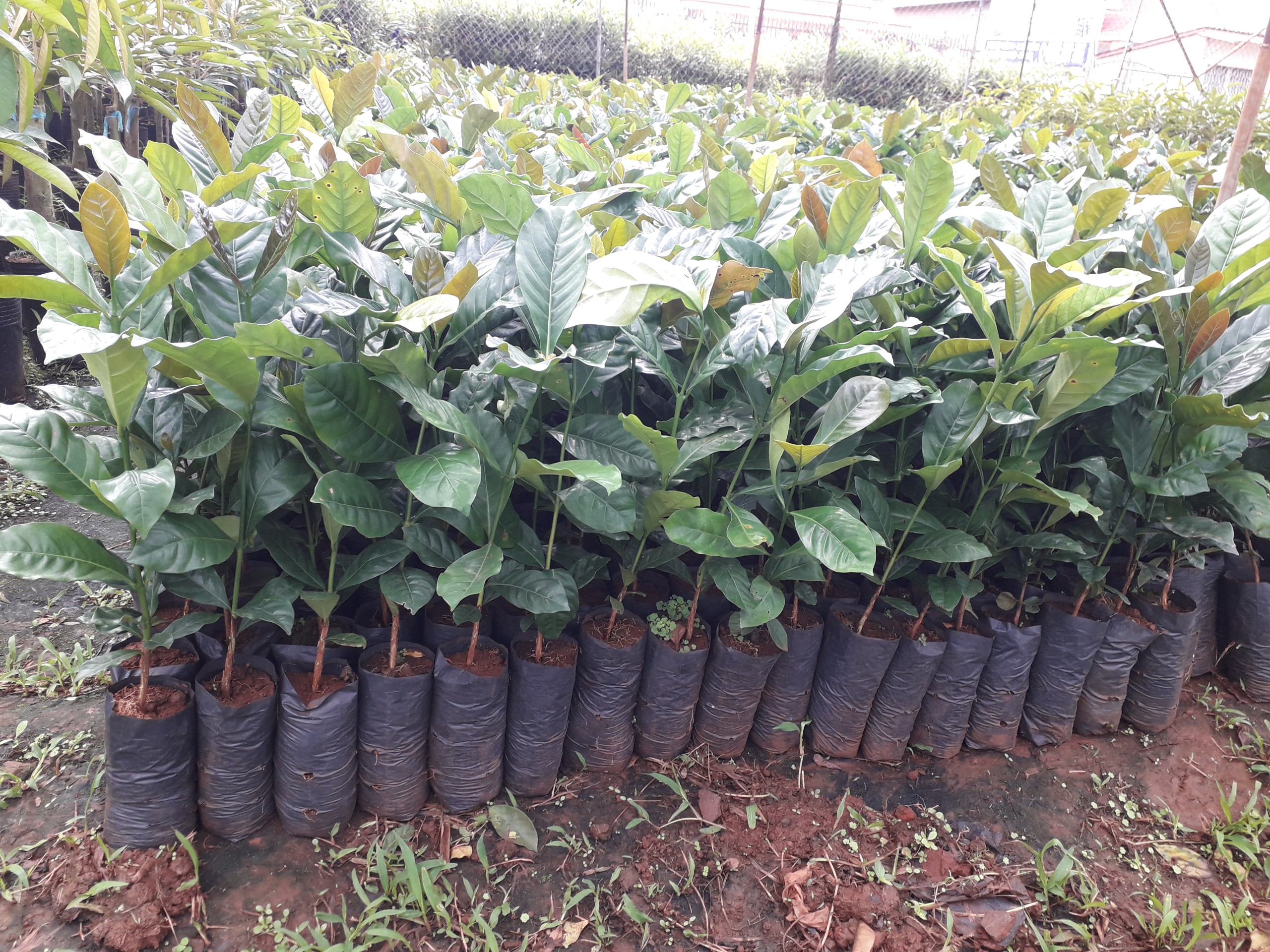 Cây giống cà phê xanh lùn [ trường sơn ts5 ].. [ cây thực sinh, cây đẹp , khỏe, sinh trưởng tốt ] (j&t)