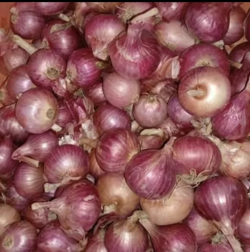 HÀNH ẤN ĐỘ LOẠI 1 , LỰA CHỌN KỸ, HÀNH KHÔ ĐẸP (hành tím khô, hành tím ấn độ, hành tím, tỏi tím, tỏi cô đơn, tỏi bắc, tỏi đen)