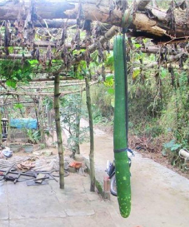 "Gói 10 Hạt " Hạt giống bầu sao trái dài( bầu sao quê )