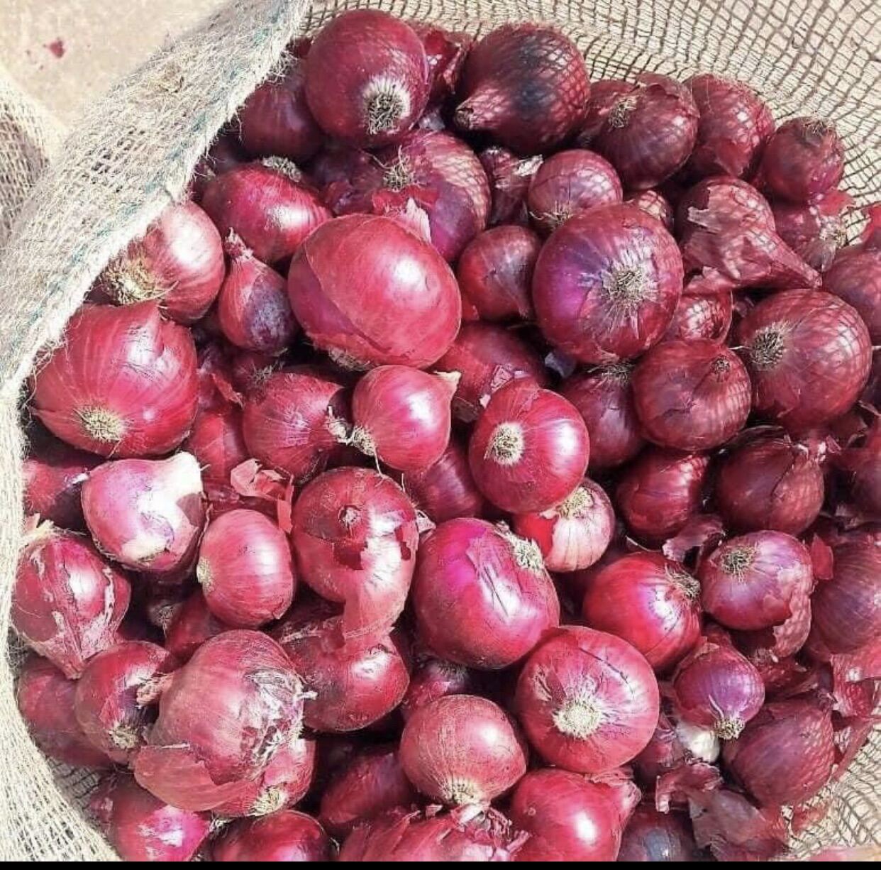 500gr Hành tím Ấn Độ củ to dùng chế biến món ăn