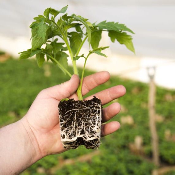 Phân Bón Ra Rễ Grow Root 100gr, (kích thích ra rễ cực nhanh)