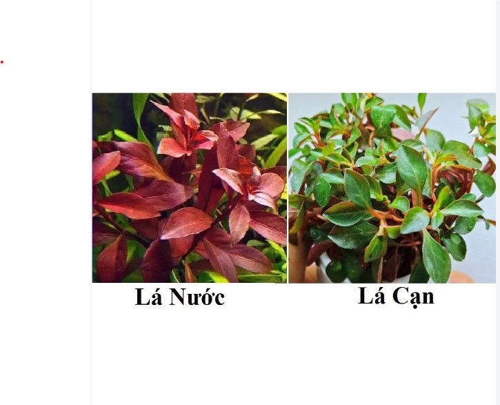 Combo 20 cây diệp tài hồng lá táo thủy sinh không cần co2