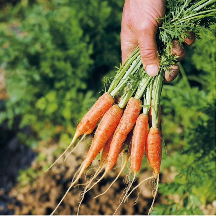 Hạt giống Cà rốt Mini ( cà rốt tí hon ) - Gói 100 Hạt