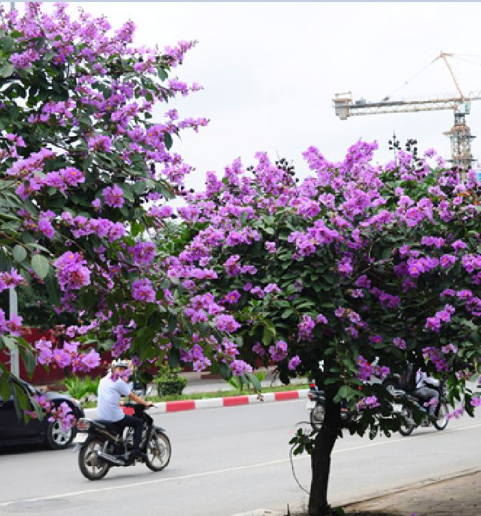 Hạt Giống Hoa Bằng Lăng Tím - Gói 30 Hạt - ( TẶNG gói kích thích hỗ trợ hạt nảy mầm)