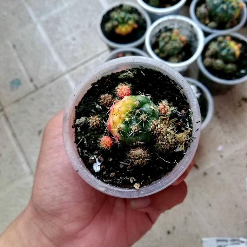 Xương rồng damsi lem