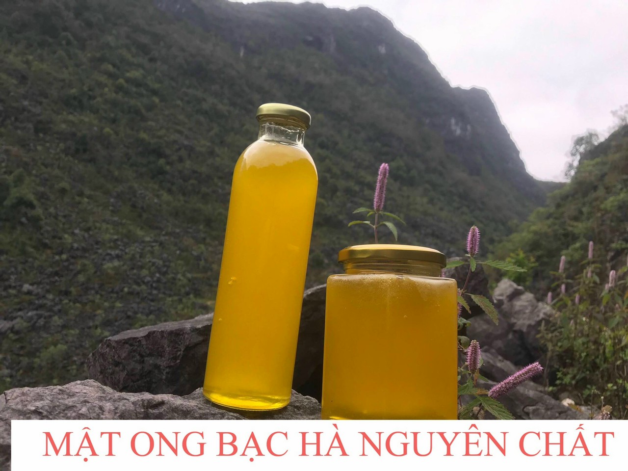 Mật Ong Hoa bạc Hà - Hà giang