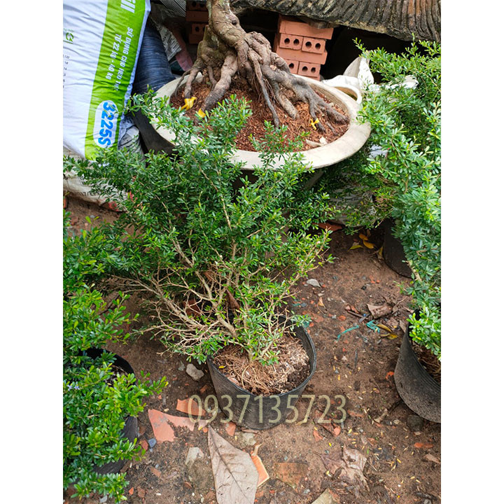 [HCM]CÂY LINH SAM CAO TỪ 25-40 CM