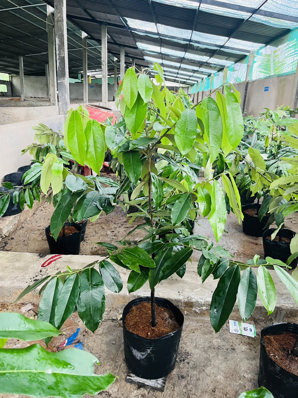 CÂY GIỐNG HỒNG NHUNG 1M2-1M5