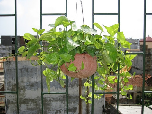 giá gốc - CÂY VẠN NIÊN THANH chậu treo