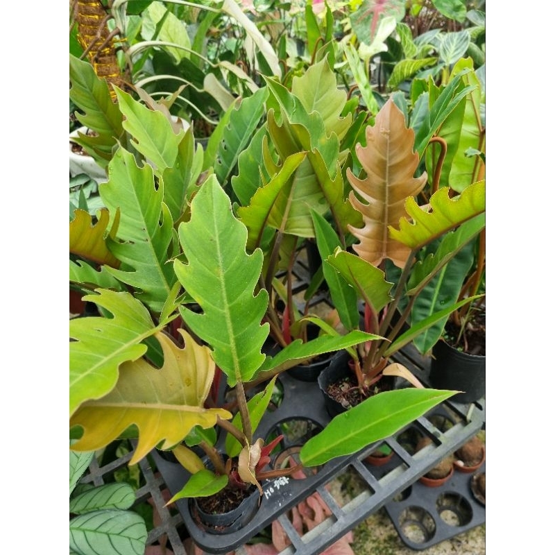 Cây trầu bà Philodendron Caramel