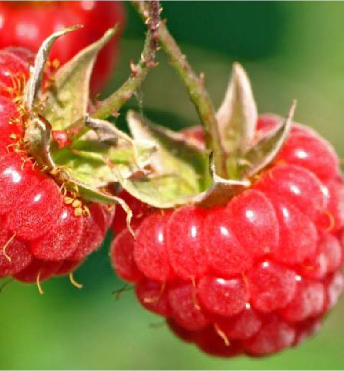 Hạt giống mâm xôi đỏ (Phúc Bồn Tử đỏ) - gói 30 hạt