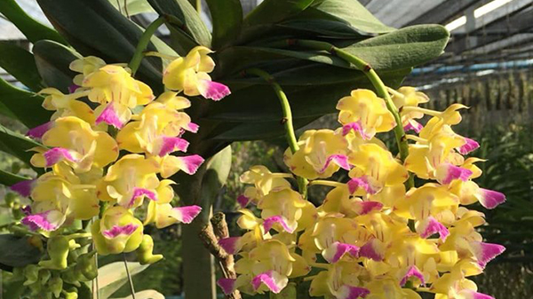 LAN HOÀNG NHẠN GIỐNG