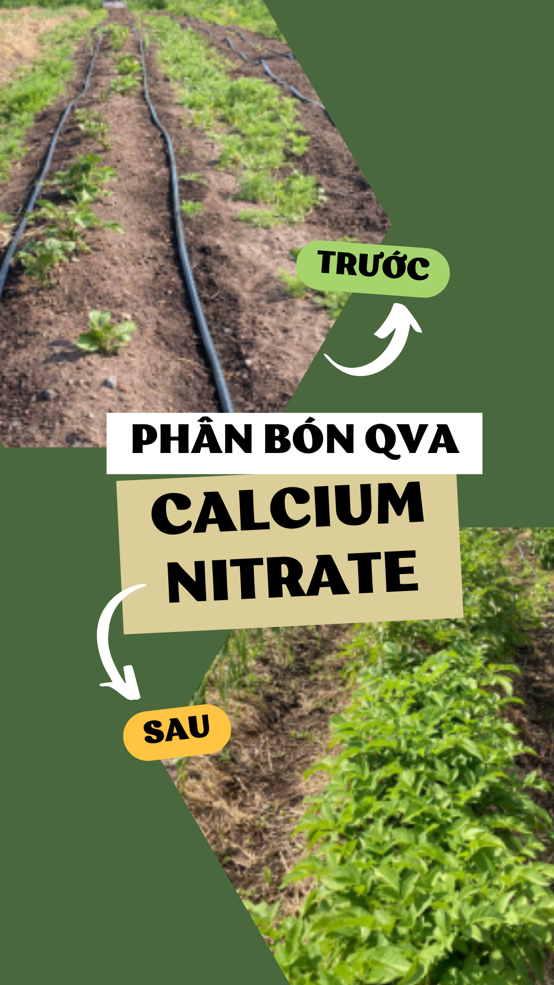 Phân bón QVA CALCIUM NITRATE (500g-3kg)
