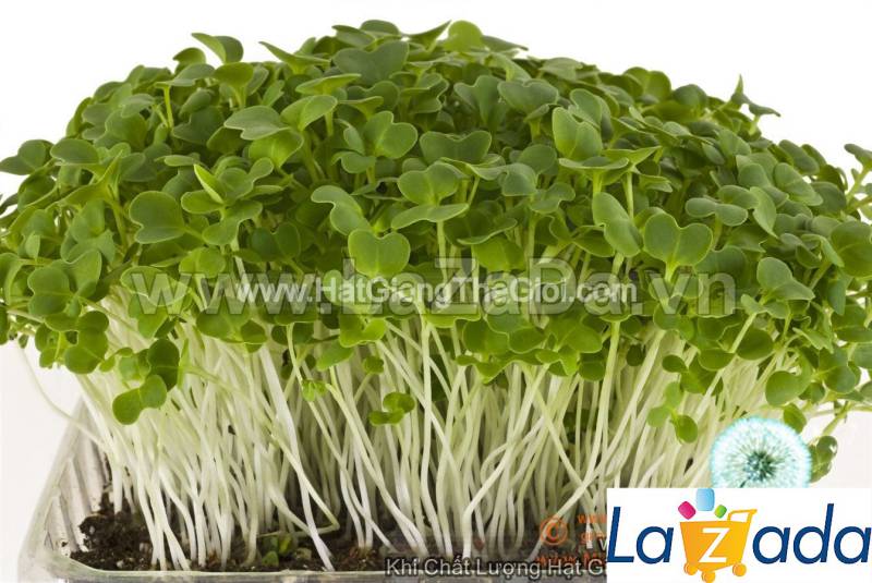 1KG Hạt Giống Rau Mầm Cải Ngọt (| Y10*W63)