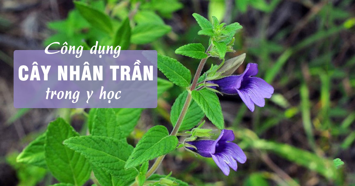 Hạt Giống Cây Nhân Trần - ( cây dược liệu) - Gói 200 hạt