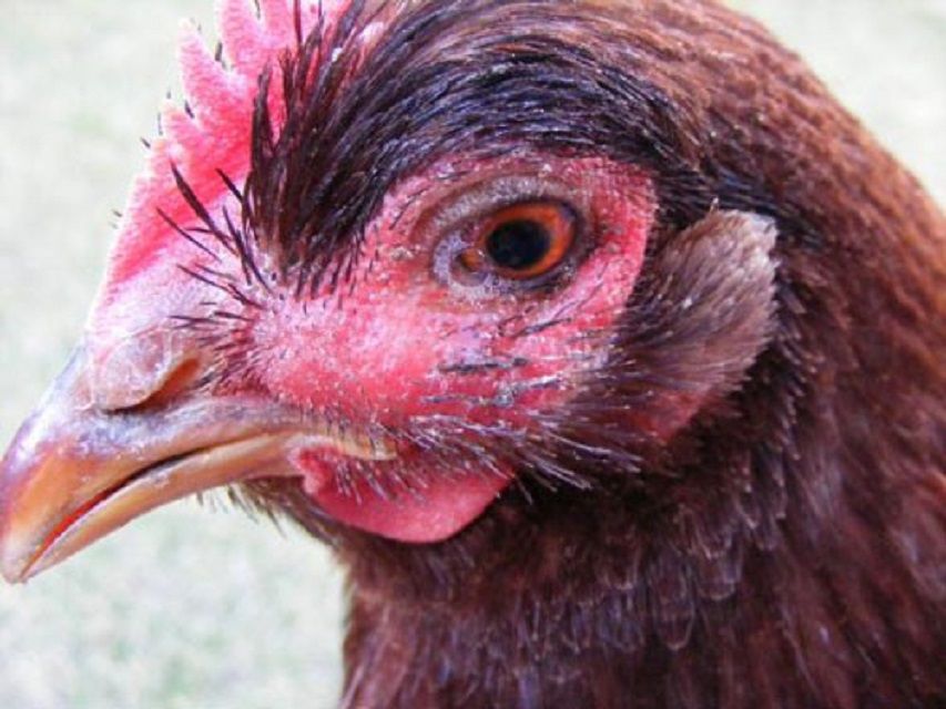 cách điều trị gà đá bị kén mép