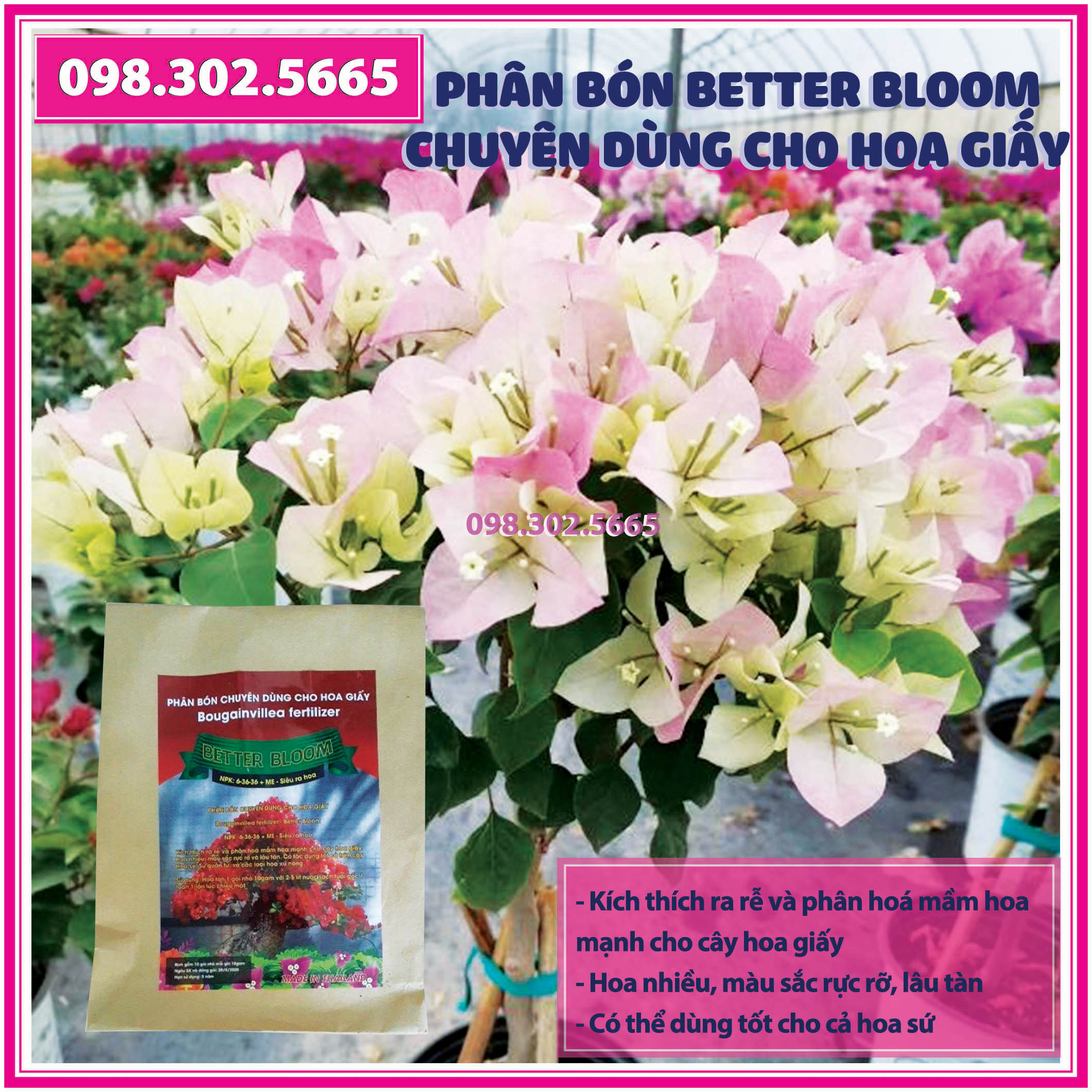 Phân bón NPK Better Bloom chuyên dùng cho hoa giấy - siêu ra hoa