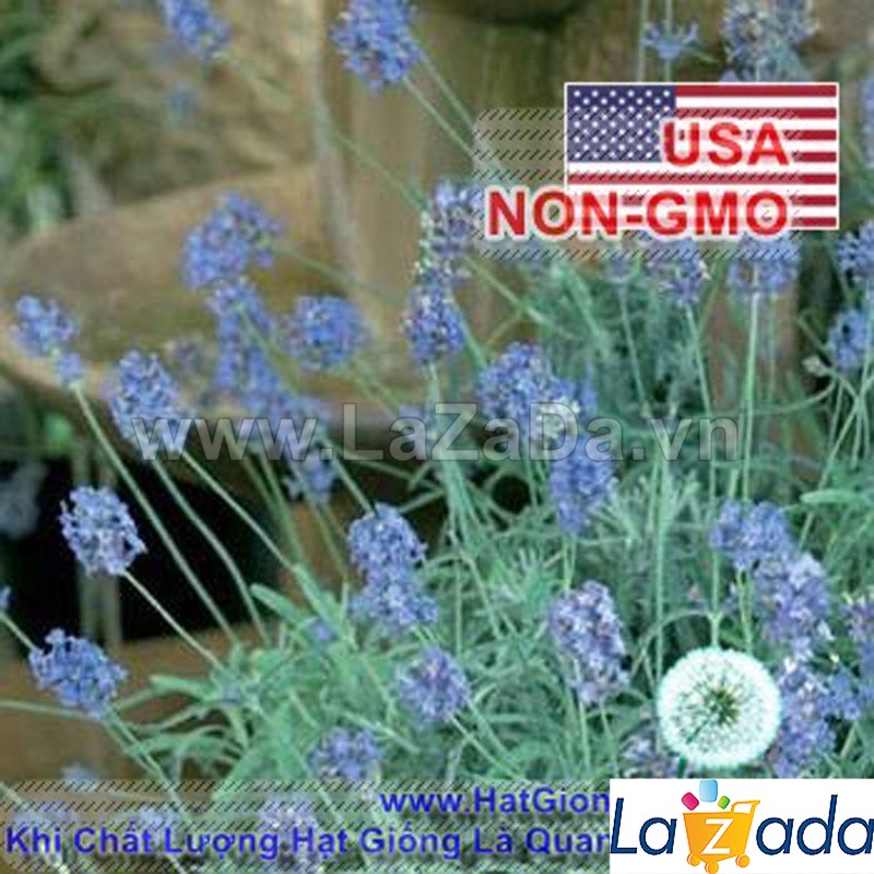 5h Hạt Giống Hoa Oải Hương Lavender Spanish (C1.204| -KD: B6*V13*M237)