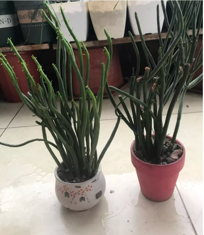 Nhánh Cây xương rồng lộc nhung, sừng hươu ( giá 1 nhánh xương rồng)