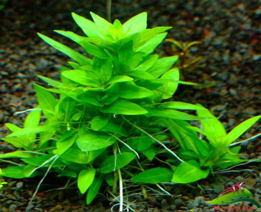 Cây Rau Thơm Lá Nước thủy sinh