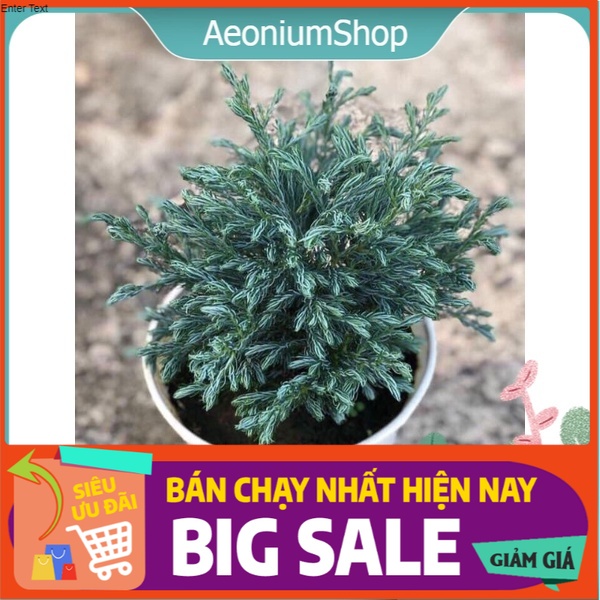 Cây Tùng Tuyết - CEDRUS ️