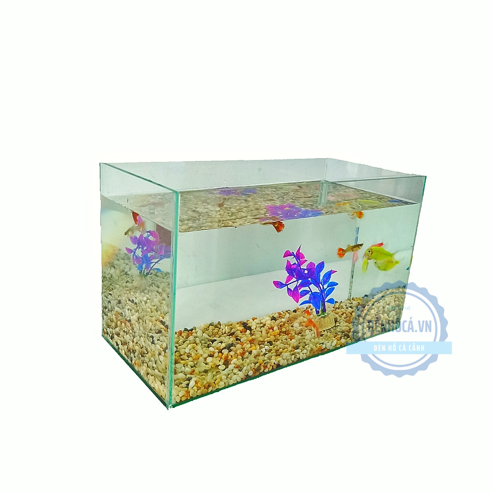 Hồ cá mini để bàn tặng phụ kiện
