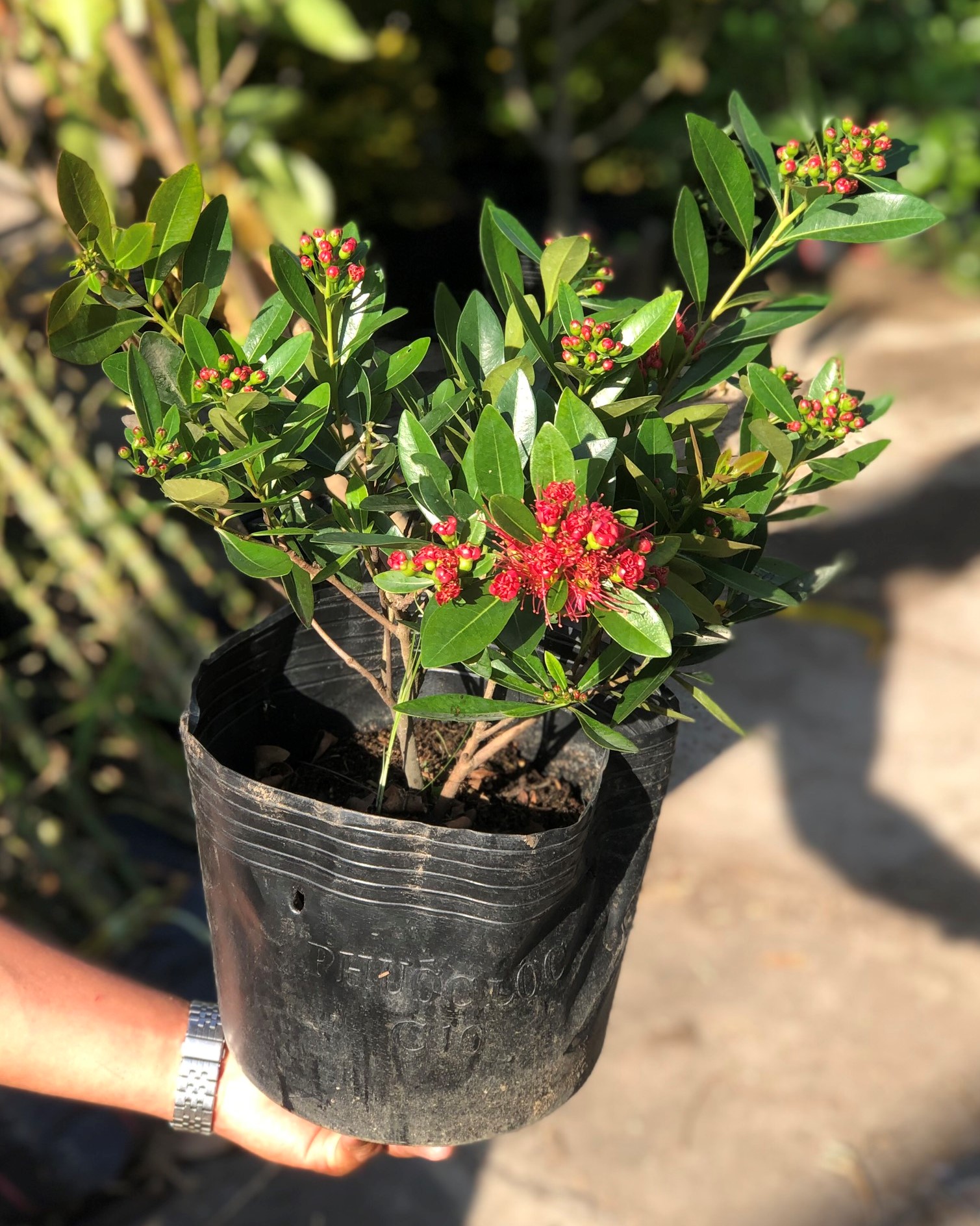 Cây Mai Thái hoa màu hồng