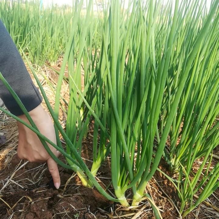 [HCM]Hạt giống hành lá