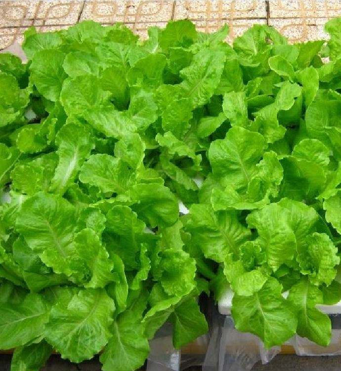 Hạt giống rau xà lách chịu nhiệt - 5gr/gói