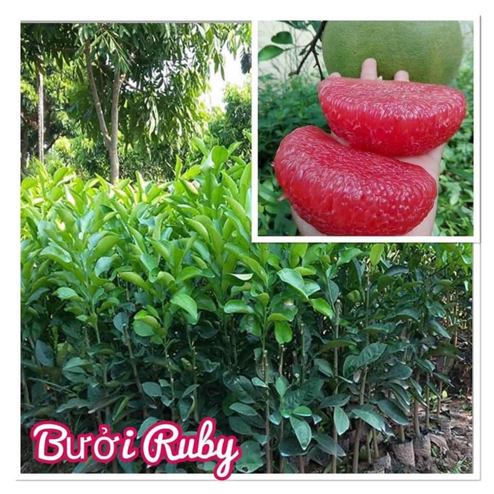CÂY GIỐNG BƯỞI RUBY MALAISIA RUỘT ĐỎ ( cây khỏe ĐẸP dễ trồng, sinh trưởng tốt).