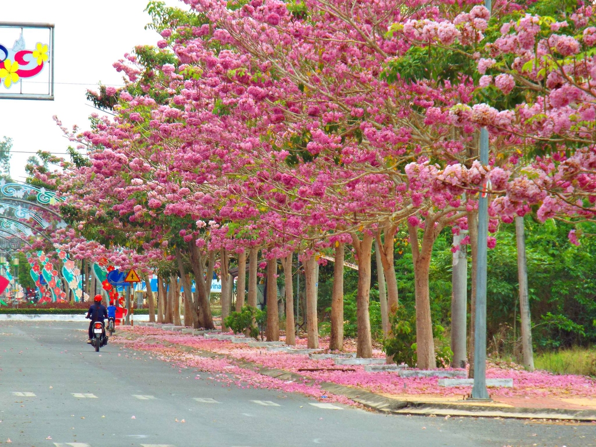 BẦU CÂY KÈN HỒNG GIỐNG (CÂY CHUÔNG HỒNG)