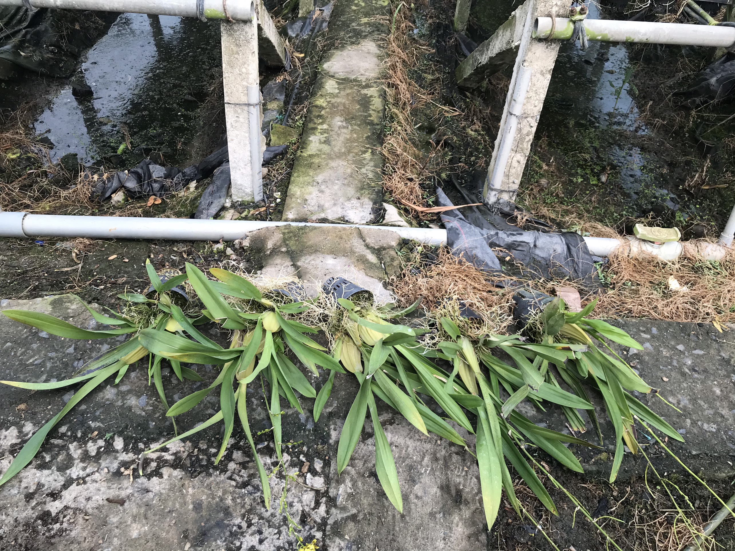 Hoa lan vũ nữ mật ngọt