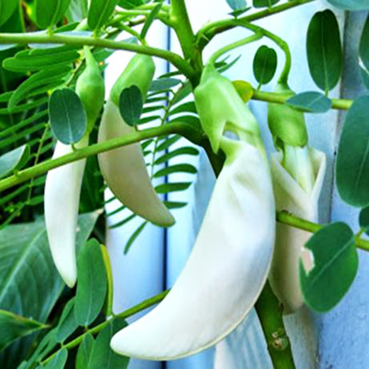 Hạt Giống So Đũa - 2gr