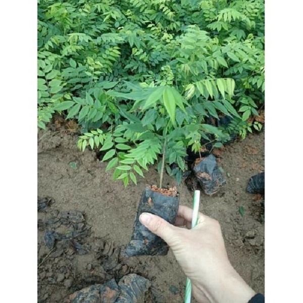 Cây sưa đỏ lấy gỗ - cây giống cao dưới 1m