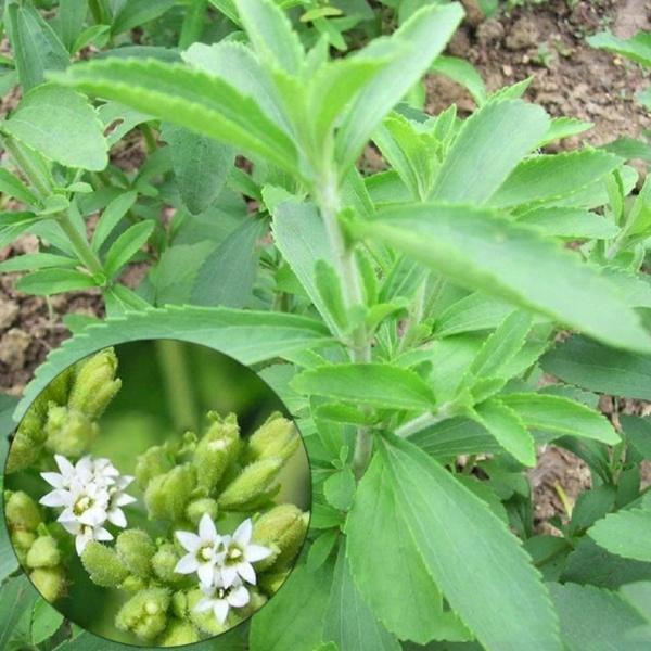 [Mới] - Combo 5 gói Hạt giống cỏ ngọt (stevia)  chất lượng cao