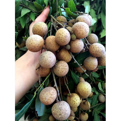 CÂY GIỐNG NHÃN ĐƯỜNG PHÈN HƯNG YÊN