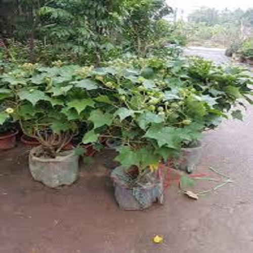 CHẬU CÂY HOA PHÙ DUNG CHUẨN GIỐNG