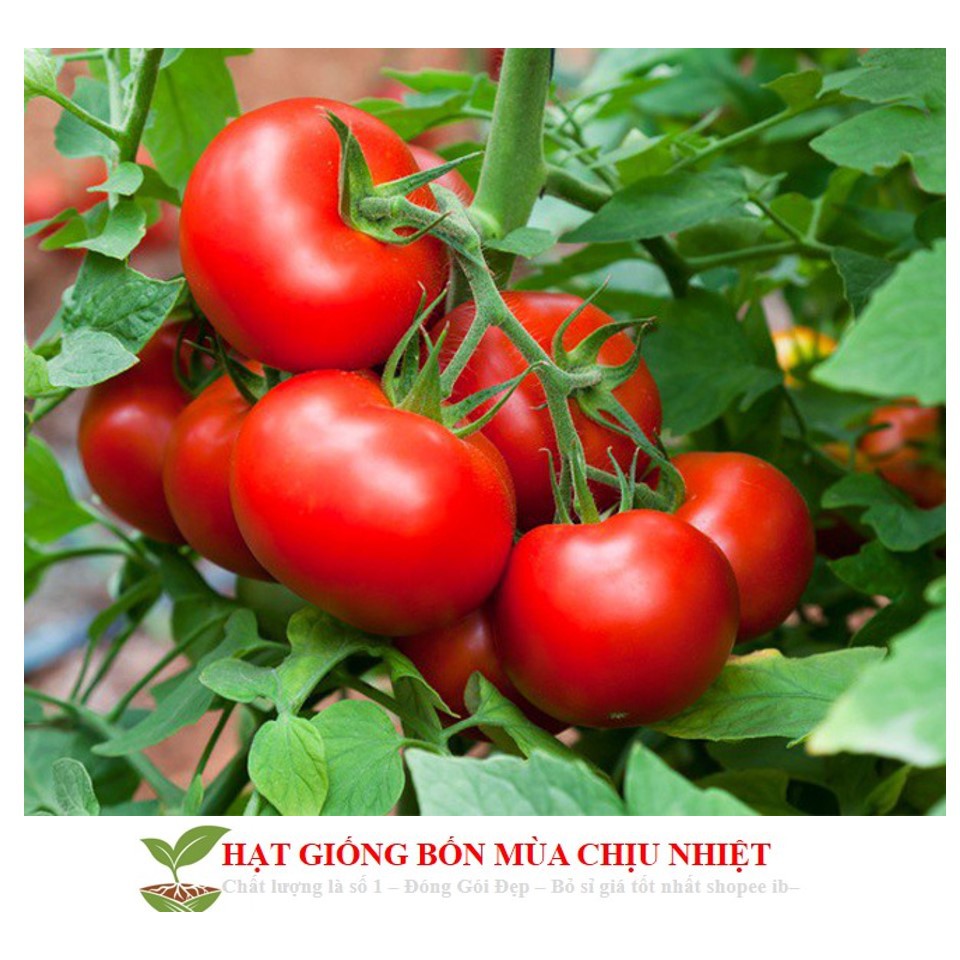 12E GÓI 30 Hạt Giống Cà Chua - Trứng Hồng Chịu Hạn CHỊU NHIỆT Porter (Solanum Lycopersicum)