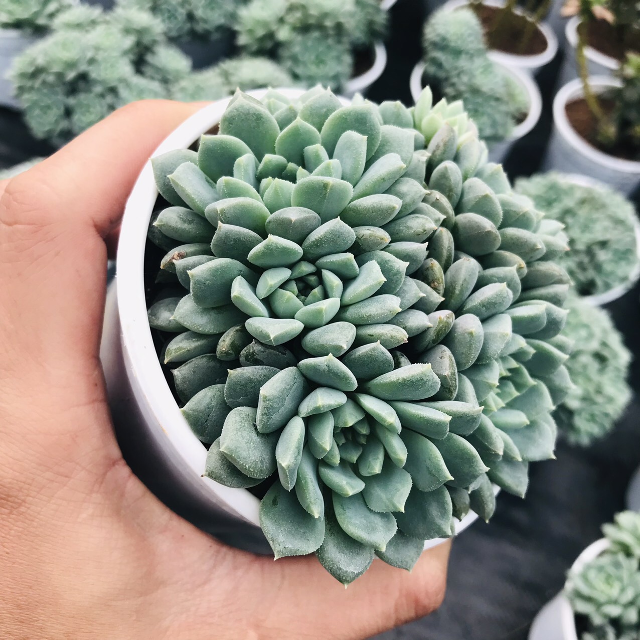 SEN ĐÁ NHÍM XANH SIZE TRUNG BÌNH LỖI 1 ĐỔI 1