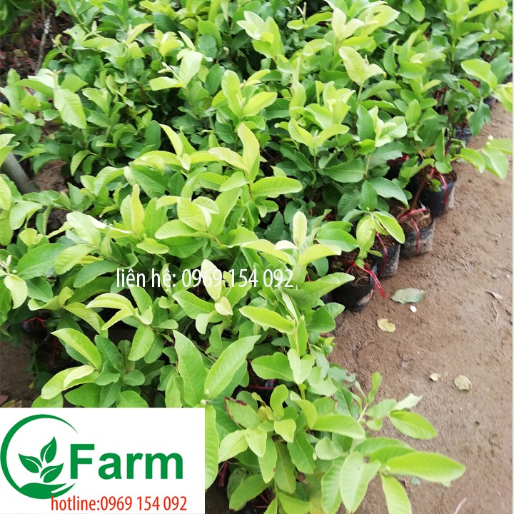 cây ổi không hạt - Cây giống ổi không hạt